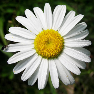 Ox-eye Daisy