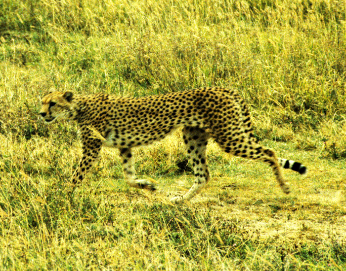Cheetah in Crater