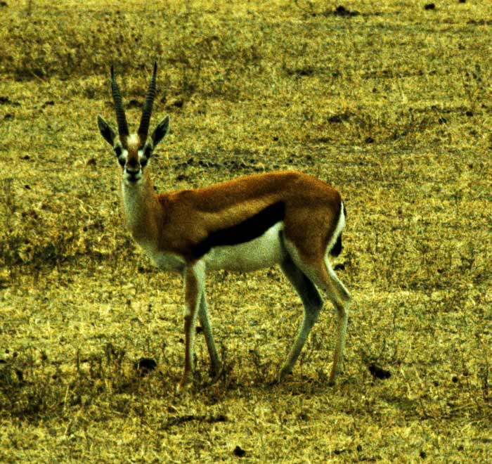 Thompson's Gazelle in Crater