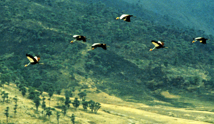 Crowned Cranes in Crater