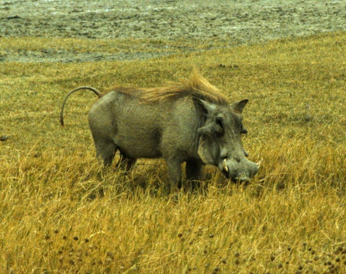 Warthog in Crater