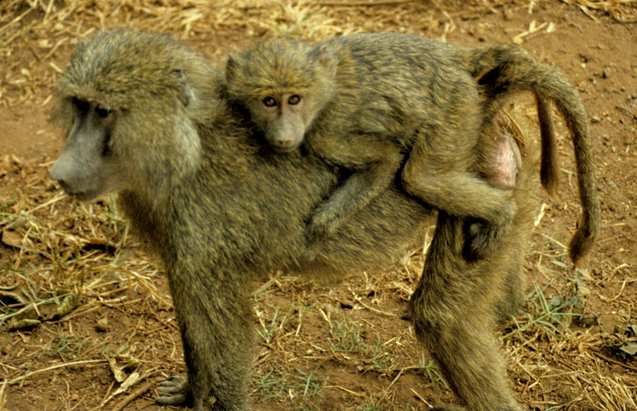 Baboon at Manyara