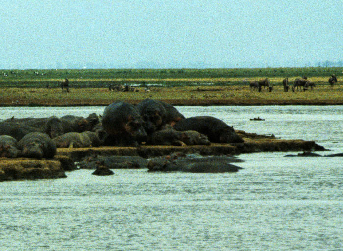 Hippos at Manyara
