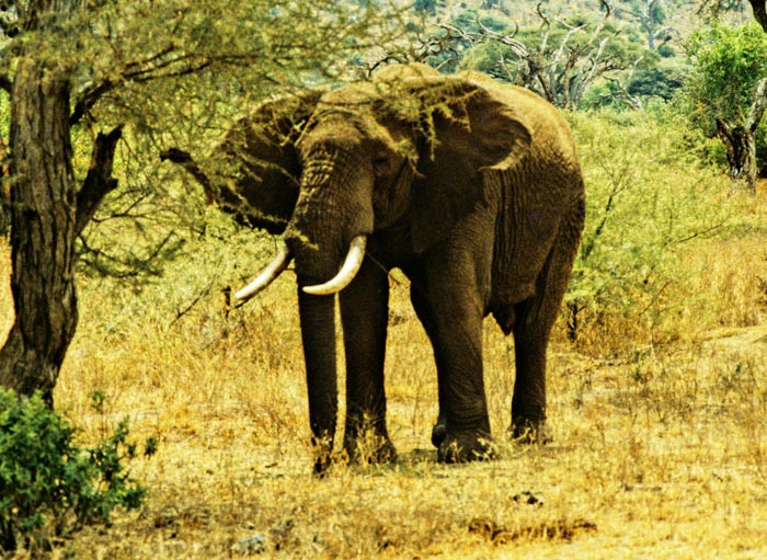 Elephant at Manyara