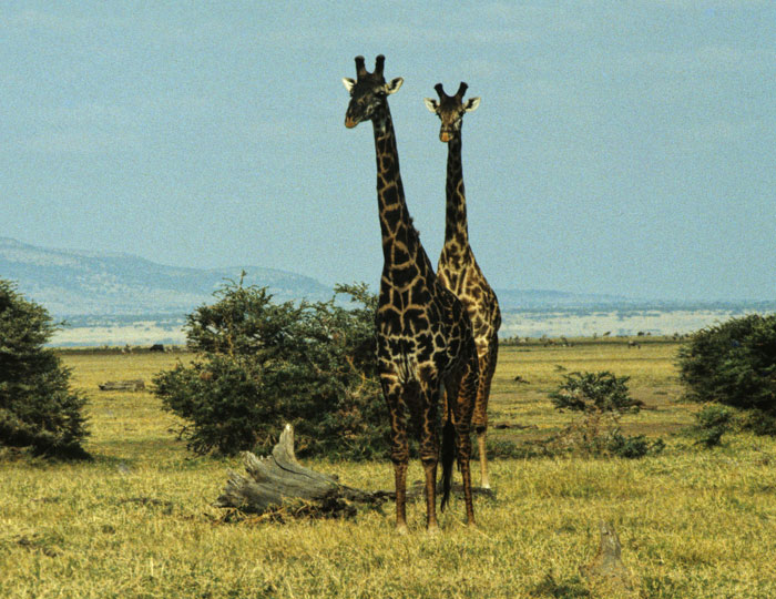 Giraffes at Manyara