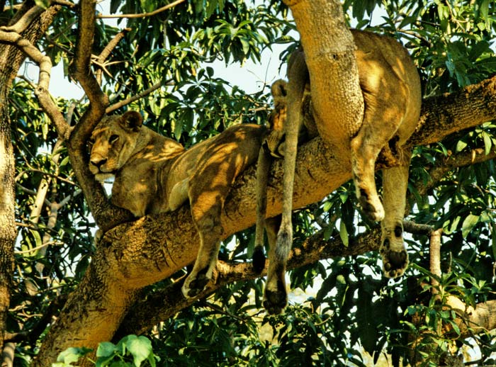Lions in tree at Manyara