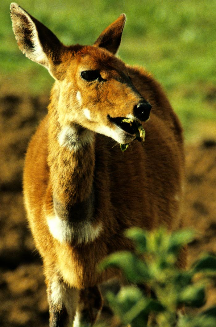 Bushbuck at Mountain Lodge