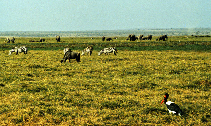 Amboseli Scene