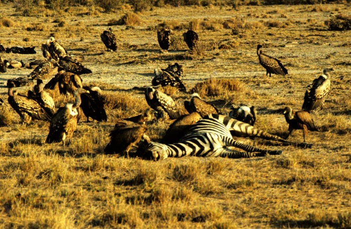 Carrion scene at Amboseli