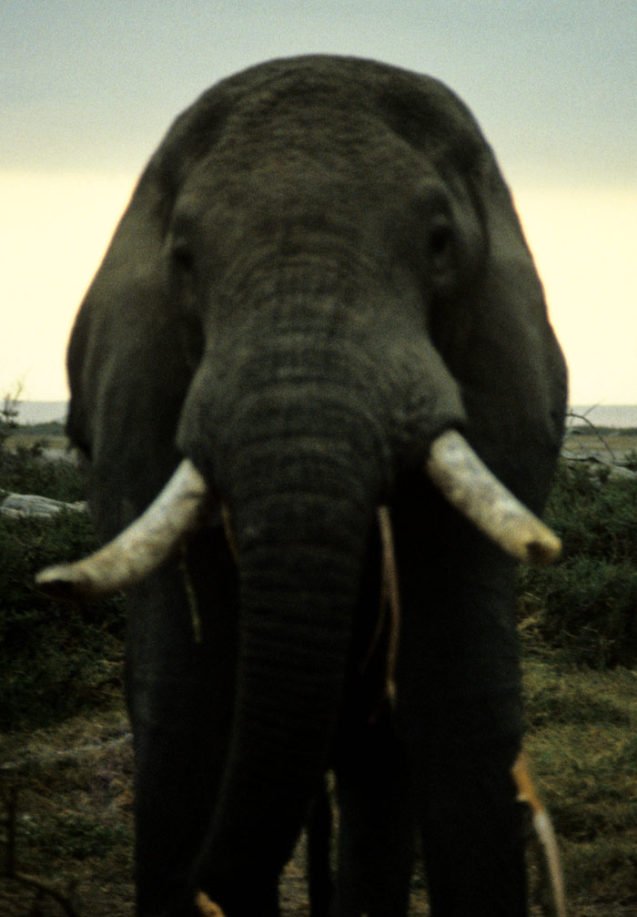 Elephant at Amboseli