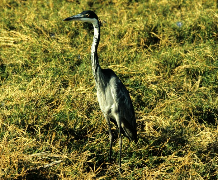 Goliath Heron at Amboseli