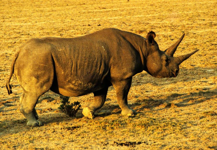 Black Rhino