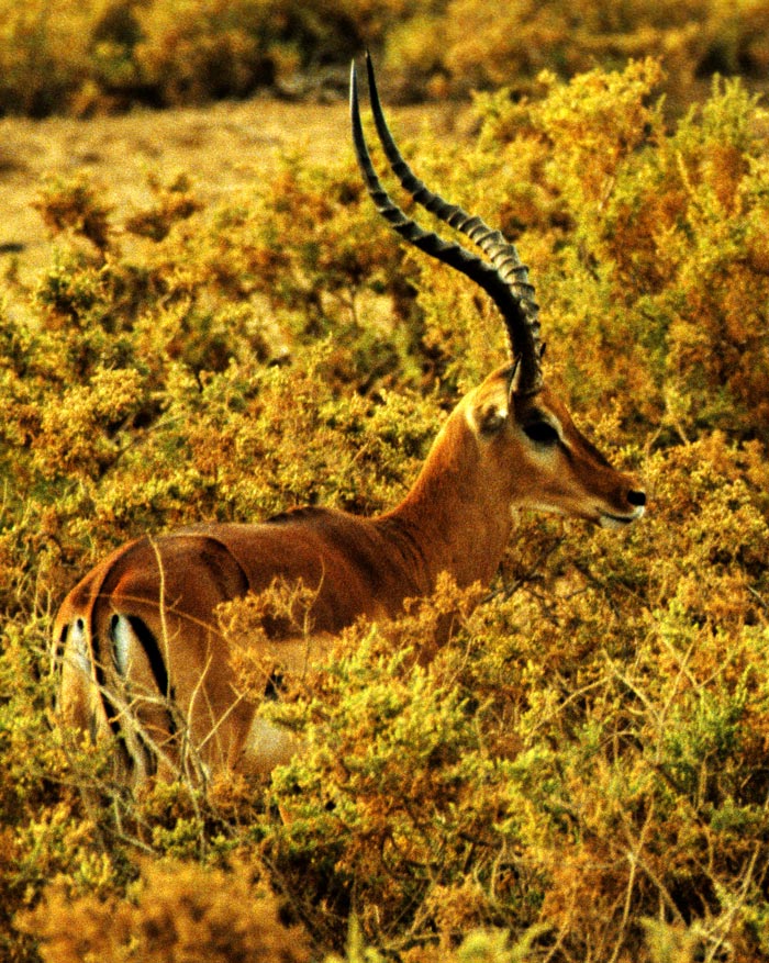 Impala at Samburu