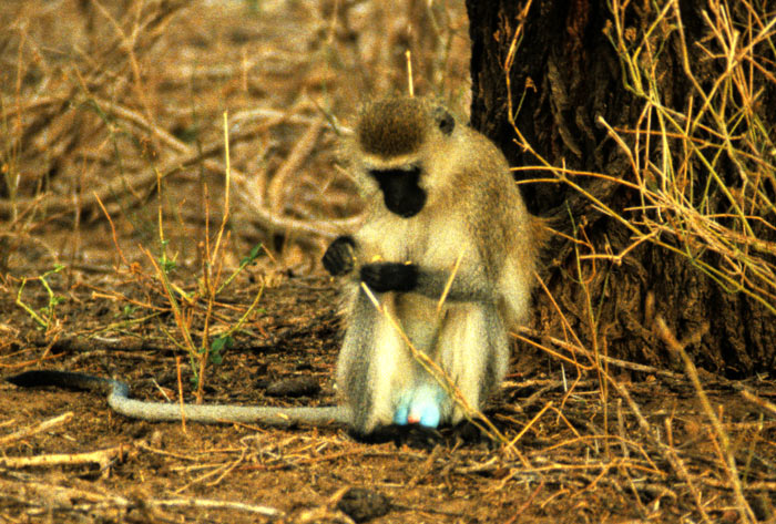 Vervet Monkey