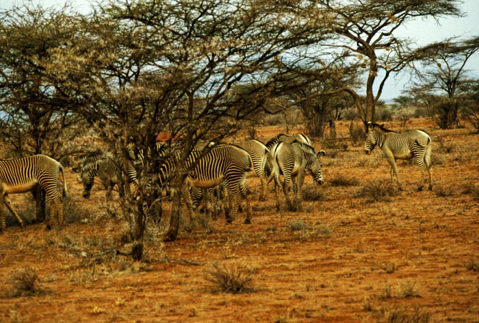 Grevy's Zebras at Samburu
