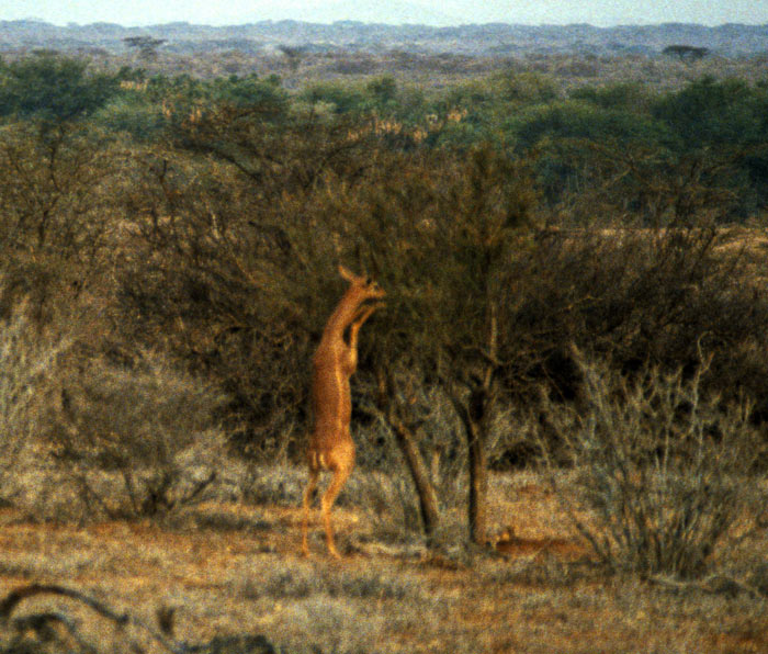 Gerenuk at Samburu