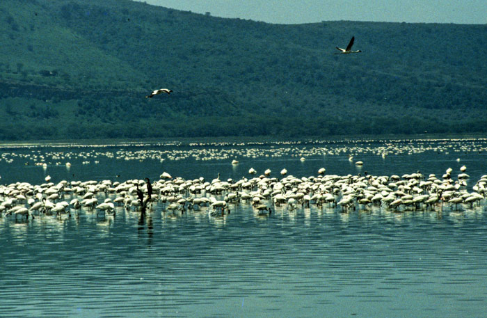 Flamingos at Lake Nakuru