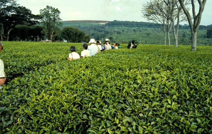 Tea Field at Kericho