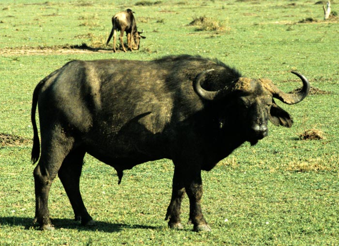 Cape Buffalo