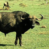 Cape Buffalo