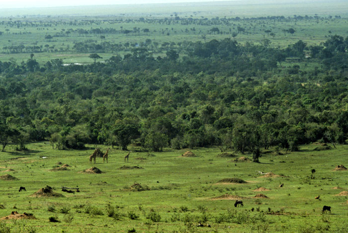 Masai Mara