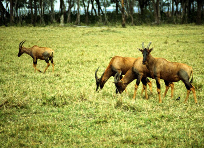 Topi at Masai Mara