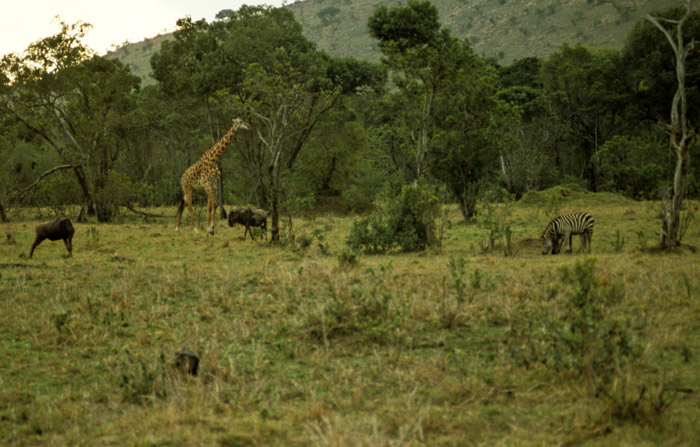 Masai Mara