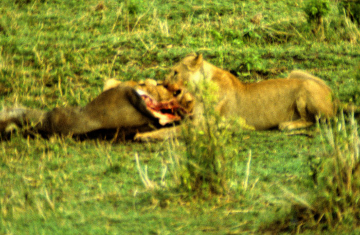 Lion at a Kill