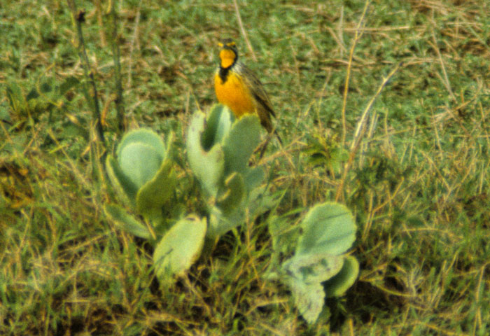 Weaver Bird