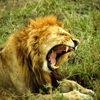 Lion at Masai Mara
