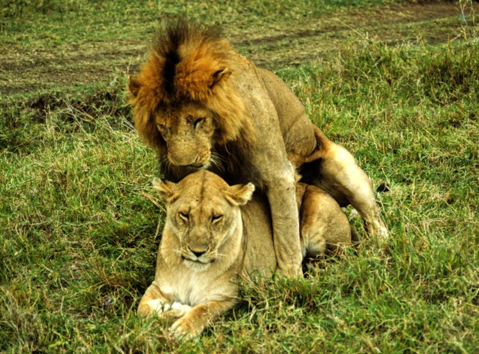 Lion Sex No 1