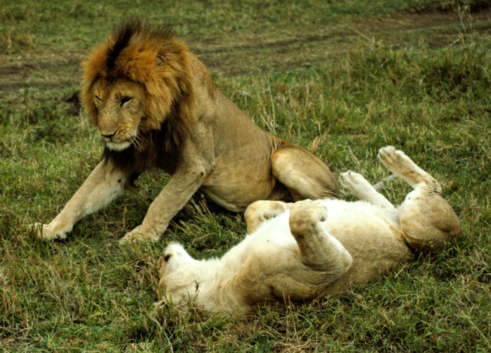 Lion Sex No 2