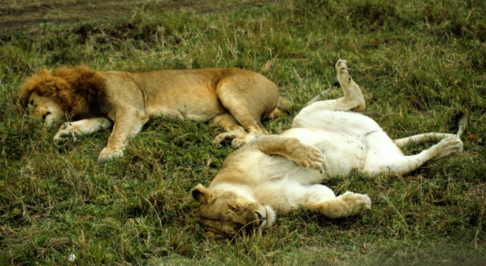 Lion Sex No 1