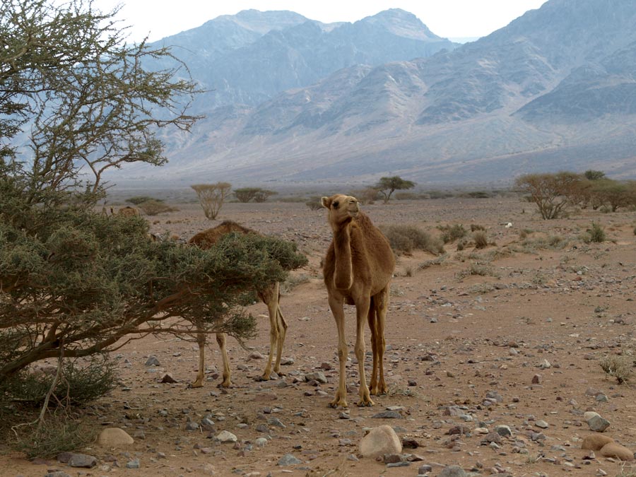 Bedouin Camels