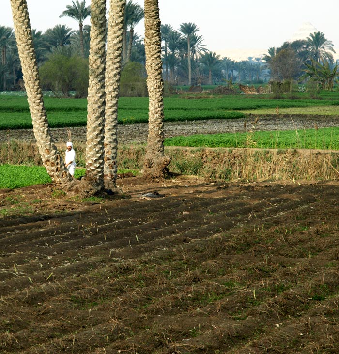 Saqqarah Farmer