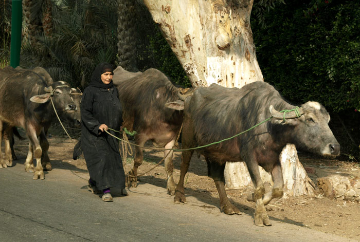 Saqqarah Buffalo and Herder