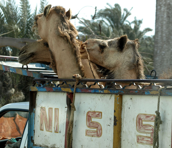 Camels