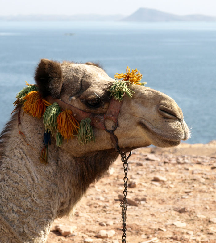 My Camel Ride